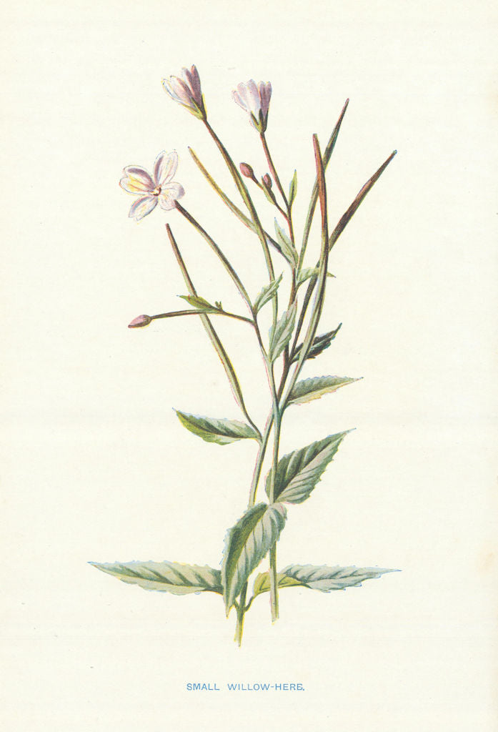 Small Willow-Herb. Wild Flowers by Frederick Edward Hulme c1895 old print